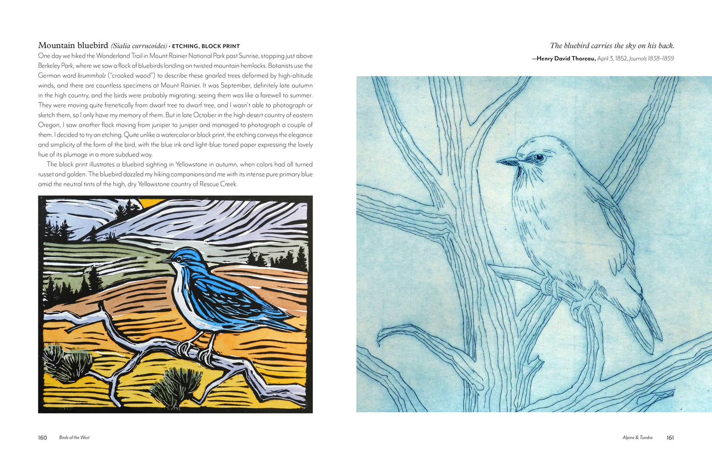 Birds of the West An Artist's Guide